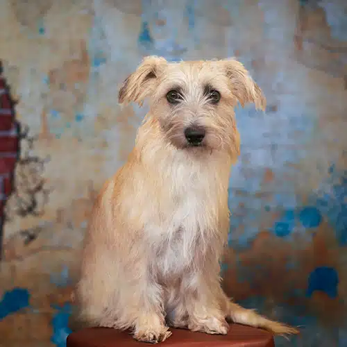 Ein Hund sitzt aufmerksam auf einem braunen Hocker. Ihr beigefarbenes, leicht zotteliges Fell und die dunklen, freundlichen Augen geben ihr einen charmanten Ausdruck.